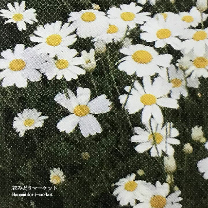 楽天市場 除虫菊 白花 クリサンセマム コッキネウム 白花 3号ポット苗ジョチュウギク 虫除け ハーブ 多年草 宿根草 香り ハーブ苗 花苗 白 ホワイト 花みどりマーケット 楽天市場店