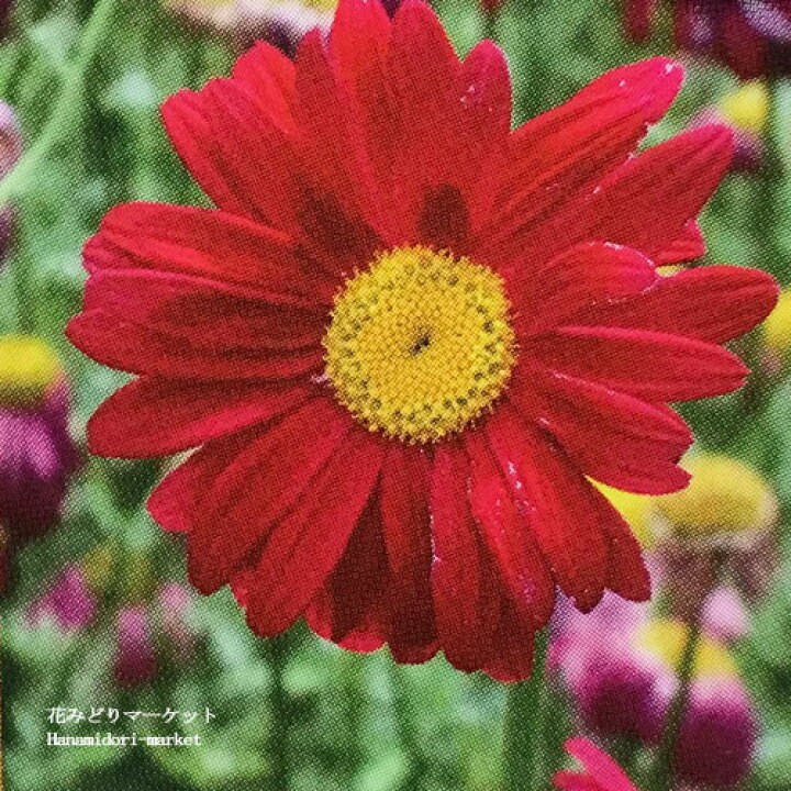 楽天市場 除虫菊 赤花 クリサンセマム コッキネウム レッド 3号ポット苗ジョチュウギク 虫除け ハーブ 多年草 宿根草 香り ハーブ苗 花苗 赤 花みどりマーケット 楽天市場店