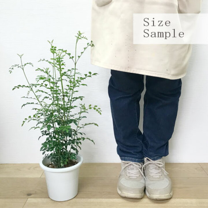 驚きの価格が実現 シマトネリコ 苗4cmポット入り4株セット Www Anavara Com 驚きの価格が実現 シマトネリコ 苗4cmポット入り4株セット Www Anavara Com