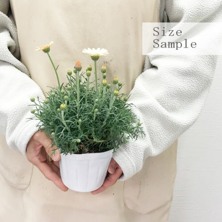 楽天市場 ローダンセマム ムーン 3 5号ポット苗花苗 花の苗 庭植え 鉢植え 寄せ植え 花壇 鉢花 多年草 オレンジ アプリコット クリーム 春 花みどりマーケット 楽天市場店