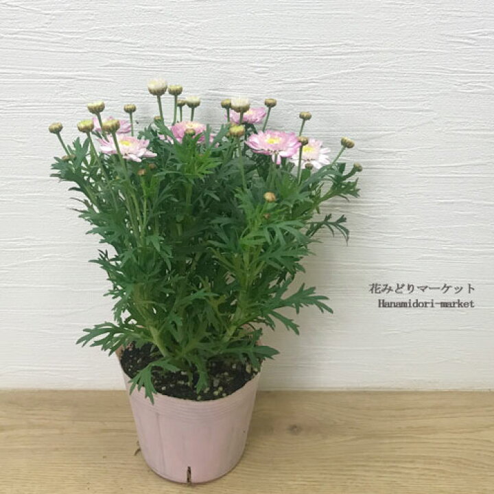 楽天市場 マーガレット スウィートピンク 3 5号ポット苗pw プルーヴンウィナーズ 四季咲き 花苗 多年草 宿根草 ピンク アネモネ咲き 八重 花みどりマーケット 楽天市場店