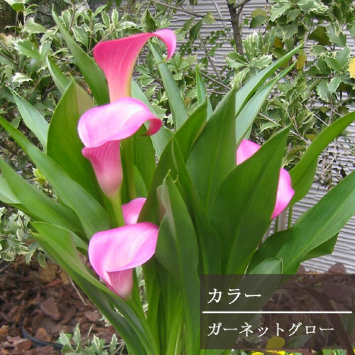 楽天市場 カラー 芽出し球根 ガーネットグロー 3 5号ポット苗鉢花 球根 ピンク 多年草 花苗 花みどりマーケット 楽天市場店