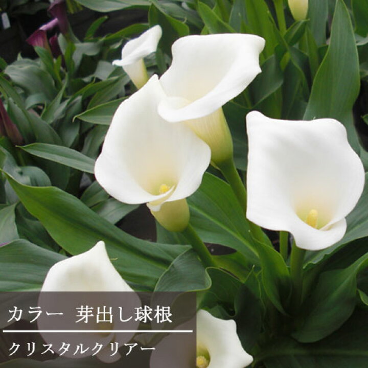 楽天市場 カラー 芽出し球根 クリスタルクリアー 3 5号ポット苗鉢花 球根 白 ホワイト 多年草 花苗 花みどりマーケット 楽天市場店