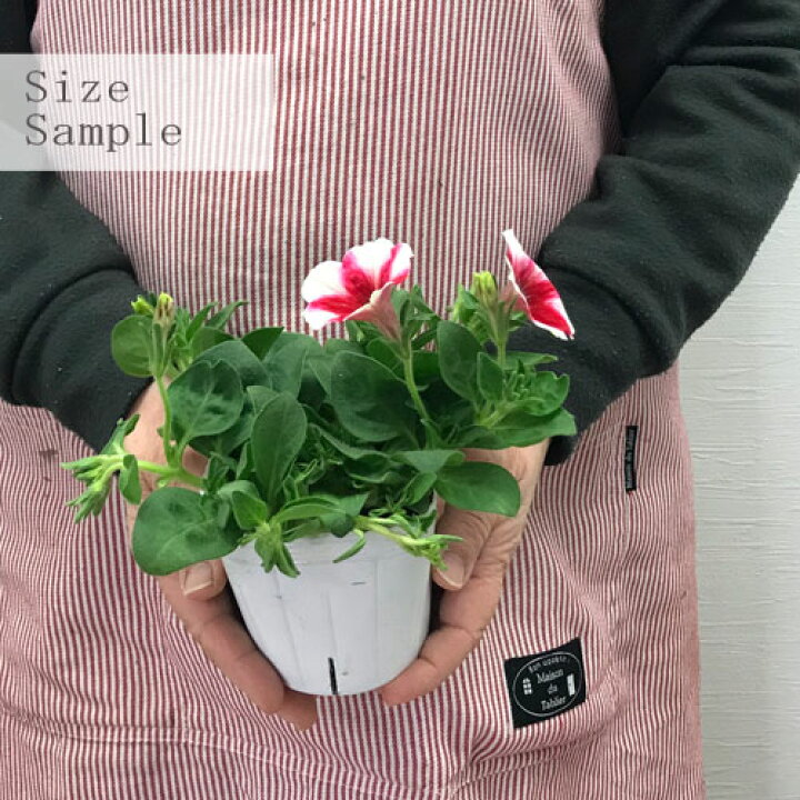 楽天市場 ペチュニア カペラ チェリーバニラ 3 5号ポット苗花苗 花の苗 ピンク 2色咲き 春 花みどりマーケット 楽天市場店