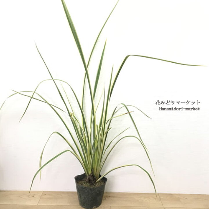 楽天市場 ニューサイラン 外斑 フォーミューム 品種不明 6号ポット苗イングリッシュガーデン 観葉植物 耐寒性 ドライガーデン グラス 花苗 多年草 宿根草 花みどりマーケット 楽天市場店 楽天市場 ニューサイラン 外斑 フォーミューム 品種不明 6号ポット苗イングリッシュガーデン 観葉植物 耐寒性 ドライガーデン グラス 花苗 多年草 宿根草 花みどりマーケット 楽天市場店