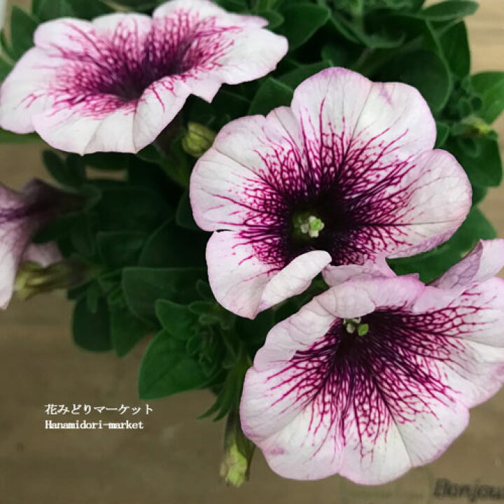 楽天市場 ペチュニア ポッチュニア ピンクオーキッド 3 5号ポット苗花苗 花の苗 春 ピンク 花みどりマーケット 楽天市場店