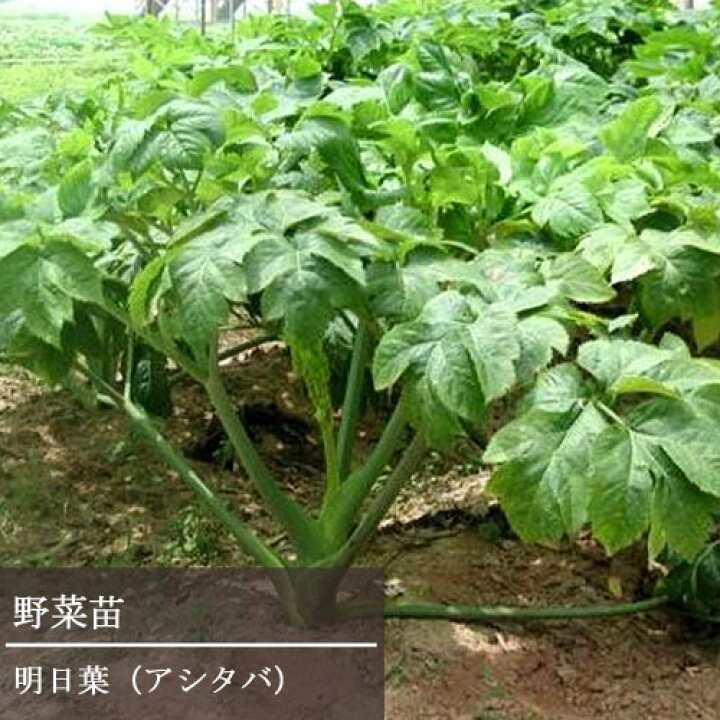 楽天市場 明日葉 アシタバ 3 3 5号ポット苗健康野菜 ベランダ菜園 野菜苗 家庭菜園 花みどりマーケット 楽天市場店