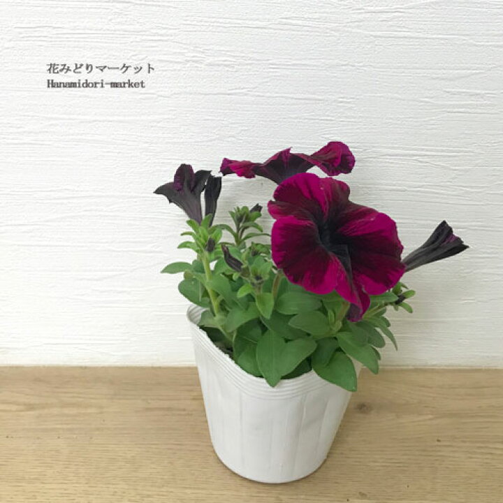 楽天市場 ペチュニア ディアブロ 3 5号ポット苗花苗 苗 春 夏 花壇 寄せ植え 花みどりマーケット 楽天市場店