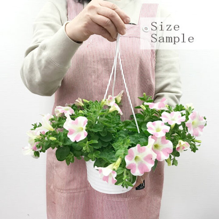 楽天市場 ペチュニア サフィニアアート ももいろハート 5号鉢サントリーフラワーズ 花苗 春 花壇 寄せ植え ハート ピンク 鉢花 花みどりマーケット 楽天市場店 楽天市場 ペチュニア サフィニアアート ももいろハート 5号鉢サントリーフラワーズ 花苗 春 花壇 寄せ植え ハート ピンク 鉢花 花みどりマーケット 楽天市場店