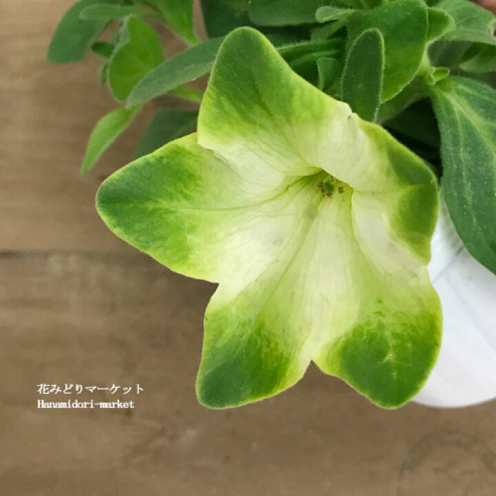 楽天市場 ペチュニア 純翠 じゅんすい 3 5号ポット苗花苗 苗 春 夏 花壇 寄せ植え 白 グリーン 緑 ジュンスイ 花みどりマーケット 楽天市場店