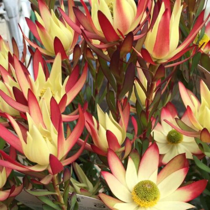 楽天市場 リューカデンドロン ハーベスト 4 5 5号ポット苗花木苗 オーナメンタルプランツ 花苗 多年草 花みどりマーケット 楽天市場店