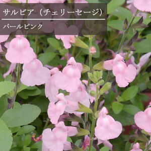 yPi / 3Zbg zhTrA `F[Z[W p[sN 3|bgc CObVK[f sN  ԕc N h i`K[f