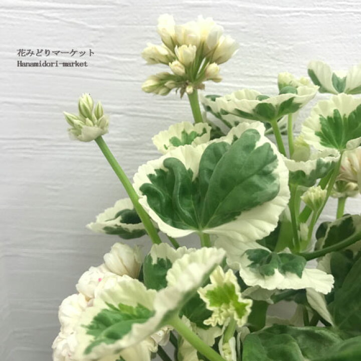 楽天市場 八重咲きゼラニューム ホワイトウェディング 4 5号プラ鉢ゼラニウム ゼラニウム バラ咲き アップルブロッサム カラーリーフ 花みどりマーケット 楽天市場店