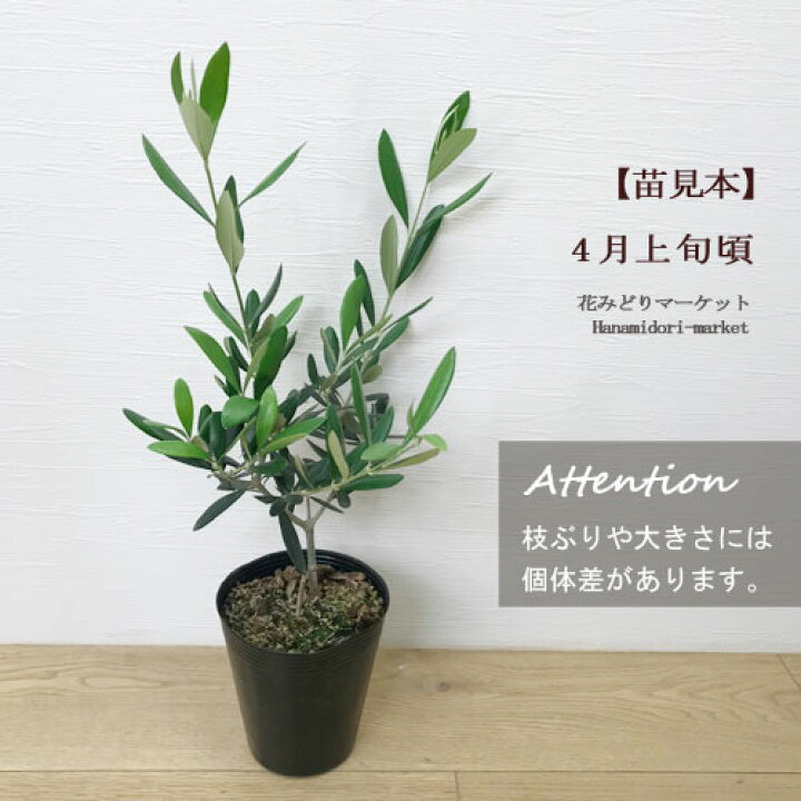 楽天市場 オリーブ レッチーノ 4号ポット苗観葉植物 シンボルツリー カラーリーフ 寄せ植え 花木 庭木 ベランダ 鉢植え 鉢花 寄せ植え コンテナ 花みどりマーケット 楽天市場店