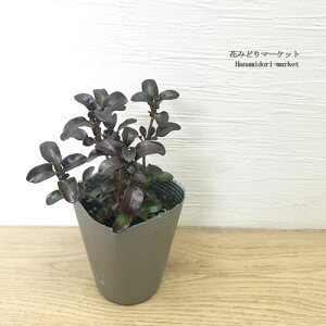 RvX} J[bh 2.5|bgcԕc J[[t 񂹐A Vu h ϊ gt Ϗ