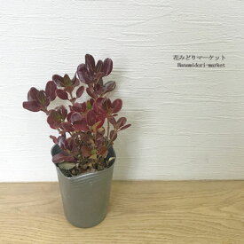 コプロスマ コーヒー 2.5号ポット苗花苗 カラーリーフ 寄せ植え シュラブ 観葉 多年草