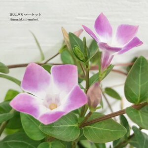 cj`j` rJ fBtH~X WFj[s 3|bgccj`j`\E OhJo[ J[[t CObVK[f 񂹐A ԕc N h