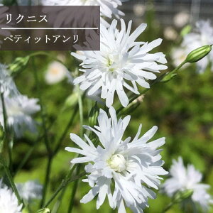 �y�P�i / 3�Z�b�g�z���N�j�X���d�炫 �y�e�B�b�g�A�����i�v�` �w���� �j3���|�b�g�c �h���� �C���O���b�V���K�[�f�� �z���C�g �� �ϊ��� ���N�� �Ԓd �񂹐A�� ���