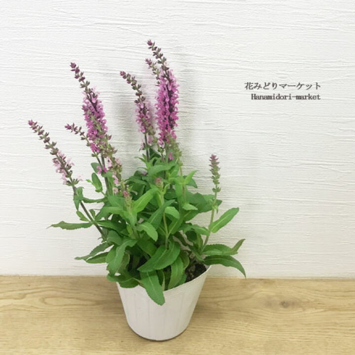 楽天市場 宿根サルビア サルビア ネモローサ アペックス ローズ ピンク 3 5号ポット苗セージ イングリッシュガーデン 宿根草 花苗 多年草 ピンク 耐寒性 耐暑性 花みどりマーケット 楽天市場店