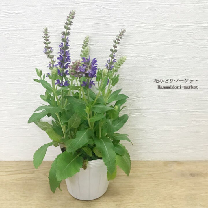 楽天市場 宿根サルビア ネモローサ アペックス ブルー パープル 3 3 5号ポット苗セージ 花苗 多年草 イングリッシュガーデン 宿根草 ブルー パープル 青 紫 耐寒性 耐暑性 花みどりマーケット 楽天市場店