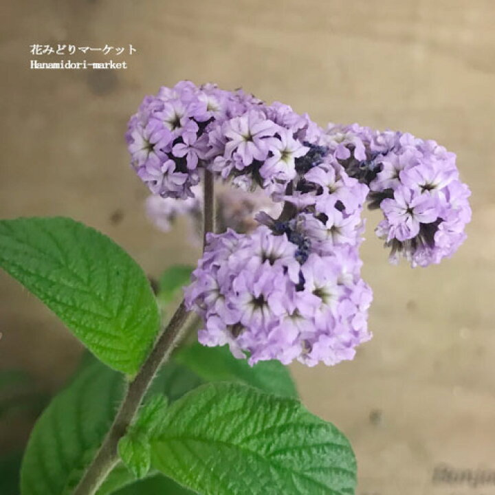 楽天市場 ヘリオトロープ スイートバニラ ピンク 薄紫 3 5号ポット苗香り 多年草 花苗 鉢花 ハーブ ハーブ苗 香水 パープル 紫 ブルー 花みどりマーケット 楽天市場店