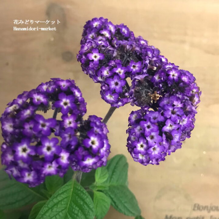 楽天市場 ヘリオトロープ スイートバニラ 紫花 3 5号ポット苗香り 多年草 花苗 鉢花 ハーブ ハーブ苗 香水 パープル 紫 ブルー 花みどりマーケット 楽天市場店 楽天市場 ヘリオトロープ スイートバニラ 紫花 3 5号ポット苗香り 多年草 花苗 鉢花 ハーブ ハーブ苗 香水 パープル 紫 ブルー 花みどりマーケット 楽天市場店