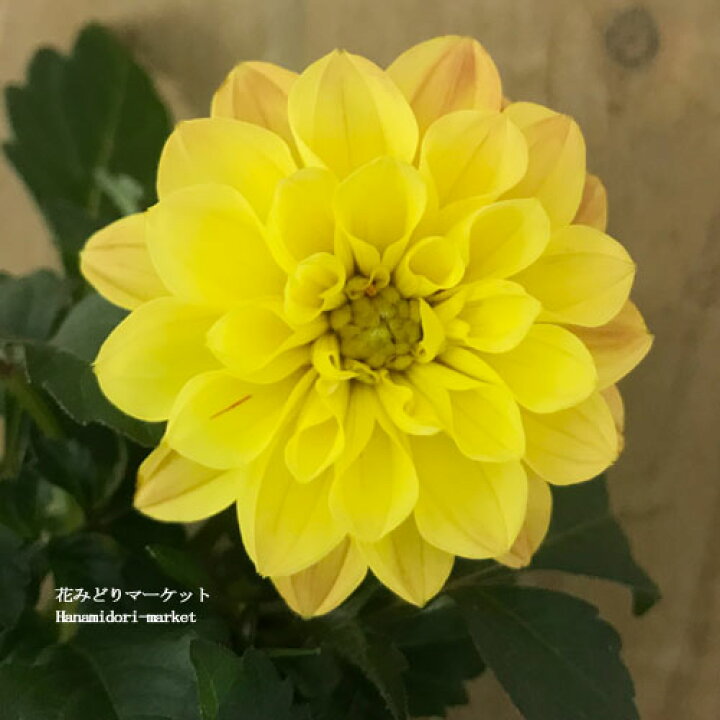 楽天市場 銅葉ダリア 中小輪 レディダリア ユバ 3 5号ポット苗花苗 苗 四季咲き 宿根草 多年草 花壇 イングリッシュガーデン 鉢植え 黄色 イエロー 銅葉 カラーリーフ 花みどりマーケット 楽天市場店