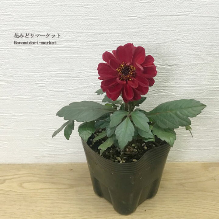 楽天市場 銅葉ダリア 中小輪 レディダリア アンバ 3 5号ポット苗ダリア 花苗 苗 花壇 寄せ植え 鉢植え イングリッシュガーデン 球根 多年草 宿根草 四季咲き 銅葉 カラーリーフ 花みどりマーケット 楽天市場店