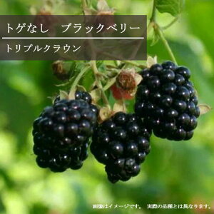 yPi / 3ZbgzgQȂ ubNx[ gvNE 3|bgc LC`S ؂  c ʕ  ϊ t Ԗ ʎc