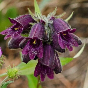 yPi / 3ZbgzyXe `R[ghbv 3|bgc yXe CvAiX '`R[ghbv'