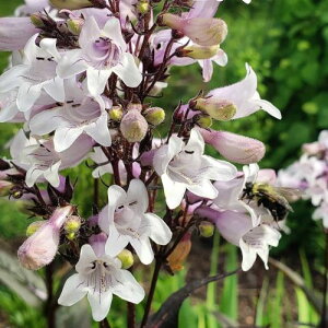 yPi / 3ZbgzyXe ~XeBJ 3|bgcCObVK[f J[[t t zCgK[f h ԕc N