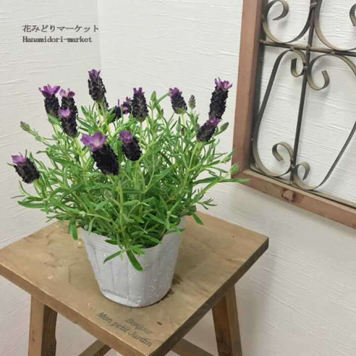 楽天市場】ラベンダー フレンチ系 バンデラ ディープパープル 3.5号 