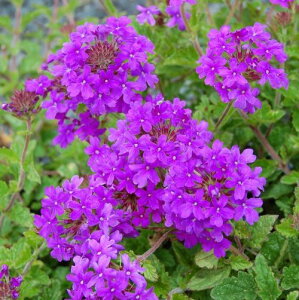 yPi / 3Zbgzho[xi z[Xebhp[v 3|bgcOhJo[ CObVK[f ԕc N h