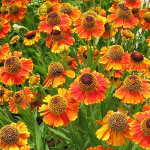 �y�P�i / 3�Z�b�g�z�w���j�E���}���f�B�O���X3���|�b�g�c�h���� �C���O���b�V���K�[�f�� �K�[�f�j���O ���N�� �ϊ���