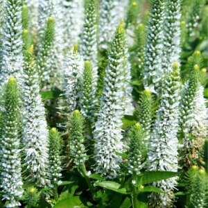 yPi / 3ZbgzxjJ Xm[Lh 3|bgcCObVK[f ԕc N h