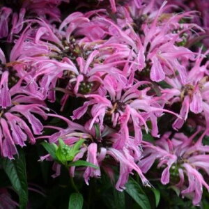 yPi / 3Zbgzi_GNgbN lIR[ 3|bgcxKbg@h N č炫 ϊ