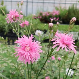 【単品 / 3個セット】リクニス八重咲き ペティットジェニー（ プチ ジェニー ）3号ポット苗 宿根草 イングリッシュガーデン ピンク 耐寒性 多年草 花壇 寄せ植え 常緑