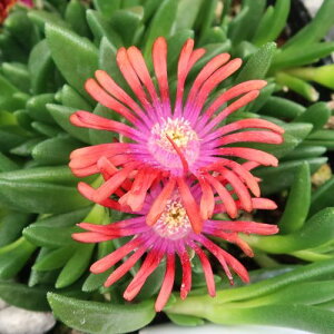 yPi / 3Zbgzϊ}coMN fXy} t@C[Xsi[3|bgc ԕc N h