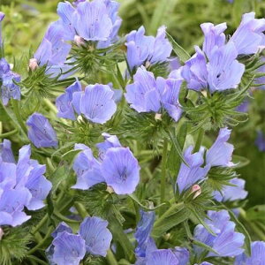 yPi / 3ZbgzGLE u[xb_[ 3|bgcCObVK[f ԕc t sN Ԃ̕c