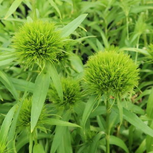 yPi / 3Zbg ze}\E_CATX@fBCO[3|bgcyCObVK[fzyK[fjOzyhzyNzyϊz