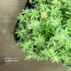 【単品 / 3個セット】セダム ミルクゥージ 2.5～3号ポット苗斑入り細葉マンネン草 グランドカバー カラーリーフ 宿根草 観葉植物 多肉植物 ドライガーデン