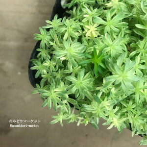 【単品 / 3個セット】セダム ミルクゥージ 2.5〜3号ポット苗斑入り細葉マンネン草 グランドカバー カラーリーフ 宿根草 観葉植物 多肉植物 ドライガーデン