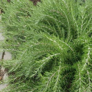 [Y}[  tHbNXe[ 3|bgcCObVK[f  Ԗ  h n[uc ԕc N