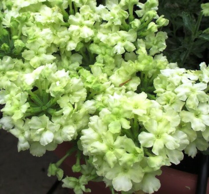楽天市場 バーベナ ラナイ ライムグリーン ３号ポット苗 花色 ライム 花みどりマーケット 楽天市場店