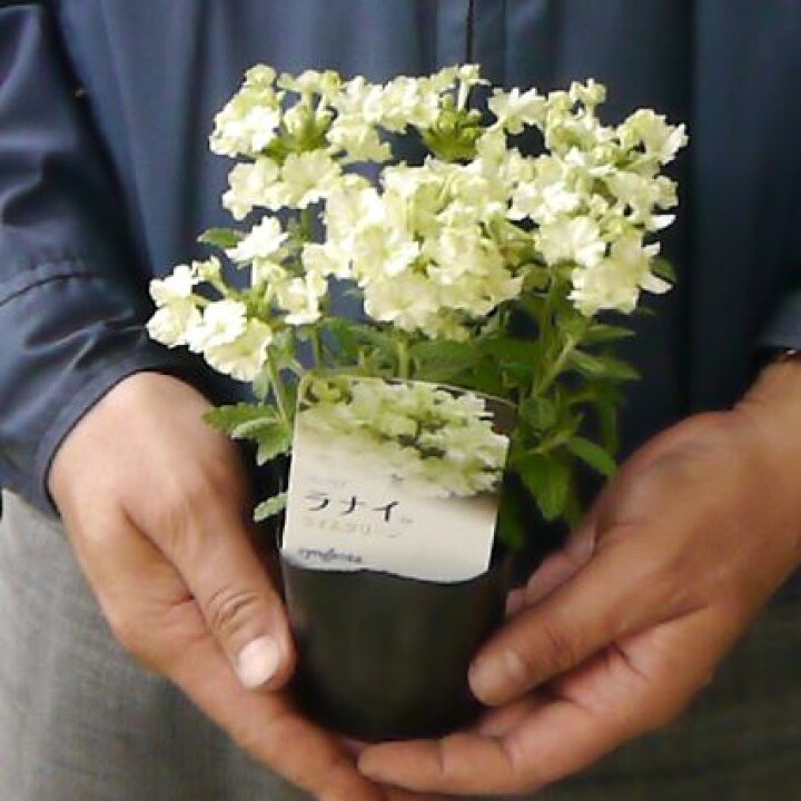 楽天市場 バーベナ ラナイ ライムグリーン ３号ポット苗 花色 ライム 花みどりマーケット 楽天市場店