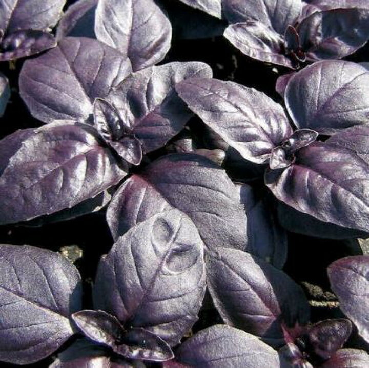 楽天市場 ハーブ苗 バジル パープルオスミンバジル 3号ポット苗 キッチンハーブ 花みどりマーケット 楽天市場店 楽天市場 ハーブ苗 バジル パープルオスミンバジル 3号ポット苗 キッチンハーブ 花みどりマーケット 楽天市場店