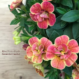 楽天市場 花みどりマーケット 花 観葉植物 花 ガーデン Diy の通販