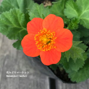 yPi / 3Zbgz_CR\E QE R[C 3.5|bgcCObVK[f h@ԕc N