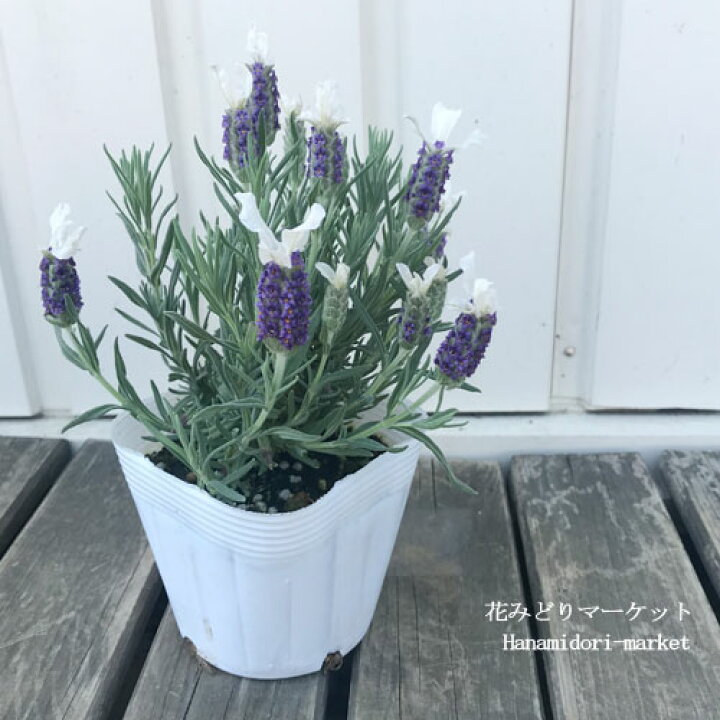 楽天市場 ラベンダー フレンチ系 ストエカス ティアラ サファイア 3 5号ポット苗フレンチラベンダー多年草 宿根草 香り 鉢花 花みどりマーケット 楽天市場店 楽天市場 ラベンダー フレンチ系 ストエカス ティアラ サファイア 3 5号ポット苗フレンチラベンダー多年草 宿根草 香り 鉢花 花みどりマーケット 楽天市場店