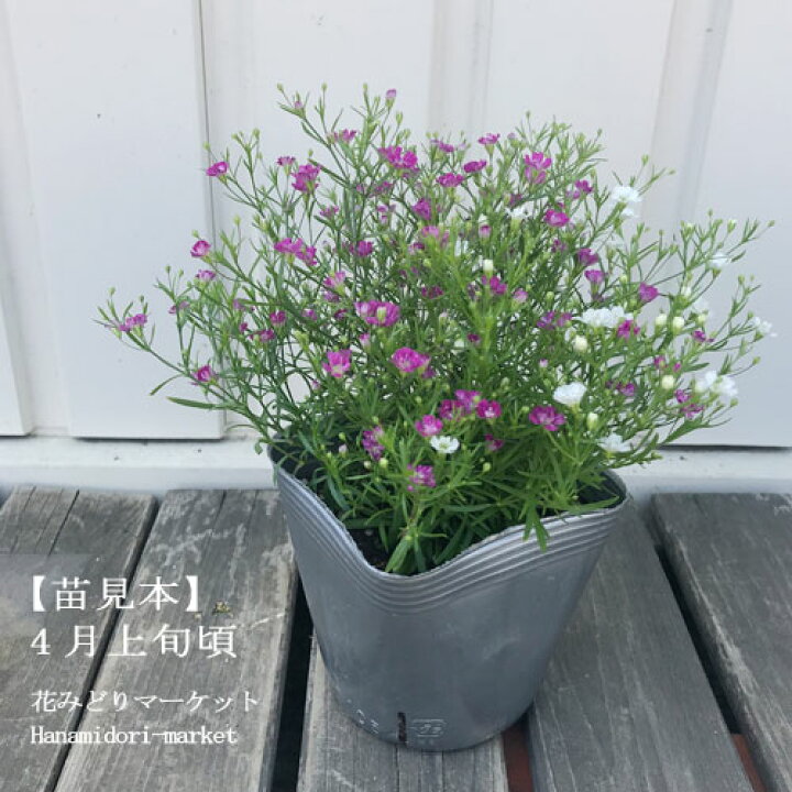 楽天市場 カスミソウ ジプシー ディープローズ ホワイト ミックス 全3色 ジプソフィラ 3 5号ポット苗 花みどりマーケット 楽天市場店